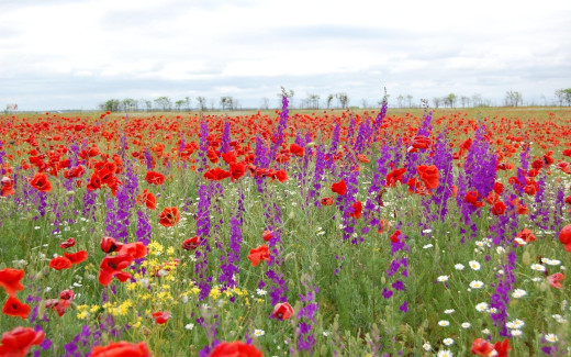 485135 (a): :2560x1600